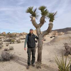 A real Joshua Tree / Ein echtes Joshuabaum