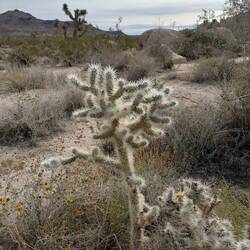 Cholla "Teddybear" cactus