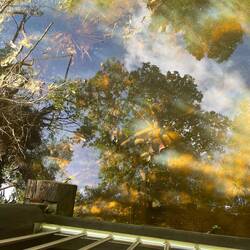 Wiedermal kleine Schildkröten 🐢