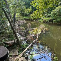 Hier konnten wir die Schnabeltiere aus der Ferne sehen!