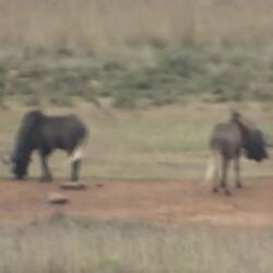 2 Wildebeest fighting