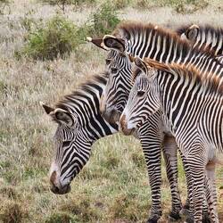 Grevy's zebra