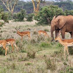 Elephant with impala (Serengeti version of fast food