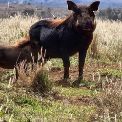 Pumba (Swahili for stupid)