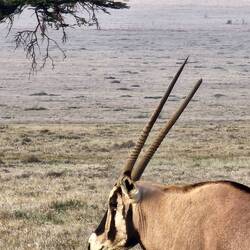 Eland ( largest antelope on Earth)