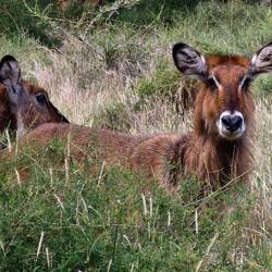 Waterbuck, ( always near water)