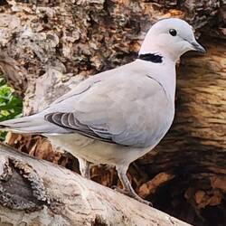 Rock dove