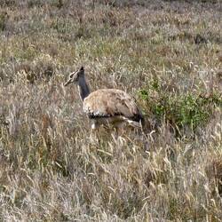 Kori bustard ( the heaviest flying bird)