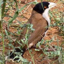 White headed Buffalo weaver