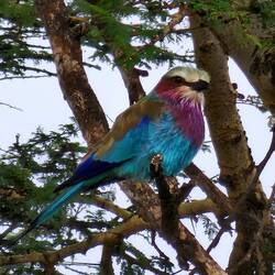 Lilac-breasted roller