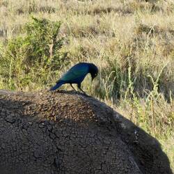 Superb starling on a rhino