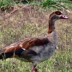Egyptian goose