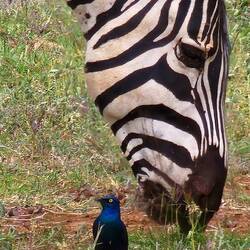 Superb starling w/ planes zebra