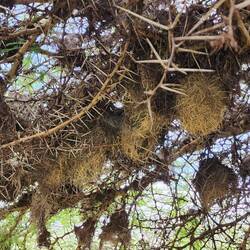 Weaver nests