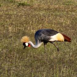 Grey-crowned crane