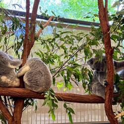 Koala Naps