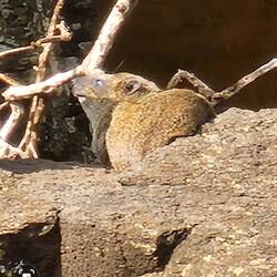 rock hyrax, also called dassie, Cape hyrax, rock rabbit, and coney
