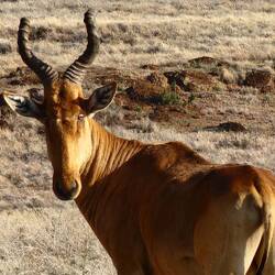Hartebeest ( and yes, that's how it's spelled)