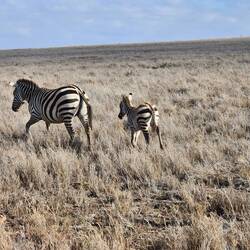 Common zebra and baby