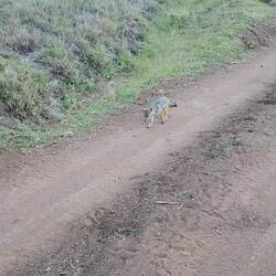 Baby golden jackal