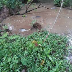 Fütterung der Riesenschildkröten