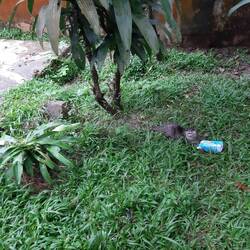 Die Otter haben auch ihren Spaß