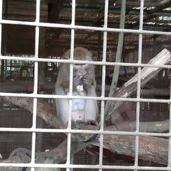 Gehege putzen und Füttern der Makaken