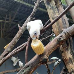 Kakadufütterung und Käfig putzen