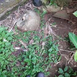 Auf Eiersuche bei den Schildkröten