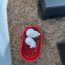 Auch das Futter braucht Futter