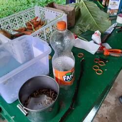 Spielzeug für die Tiere basteln