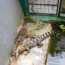 Fütterung bei den Krokodilen