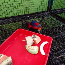 Auch die Loris brauchen Futter und einen sauberen Käfig