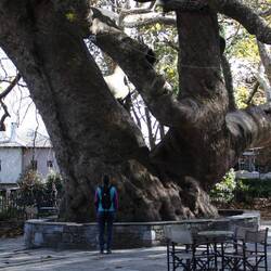 Die Platane in Tsangarada wird auf über 1000 Jahre alt geschätzt