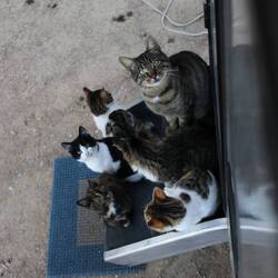 Die hungrigen Strassenkatzen und Hunde betteln mit herzzerreissendem Augenaufschlag 🙈