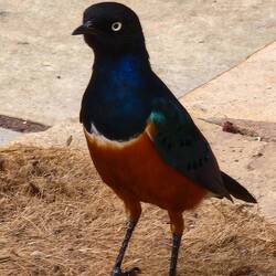 Male superb starling