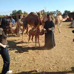 A baby camel with its mother