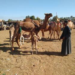 Camel market
