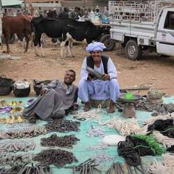 Everything you need for a camel