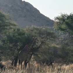 The old man Giraffe of Hohenstein