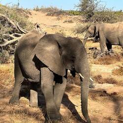 Desert elephants
