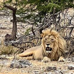 a male lion resting at sunset