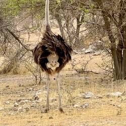 an ostrich pooping