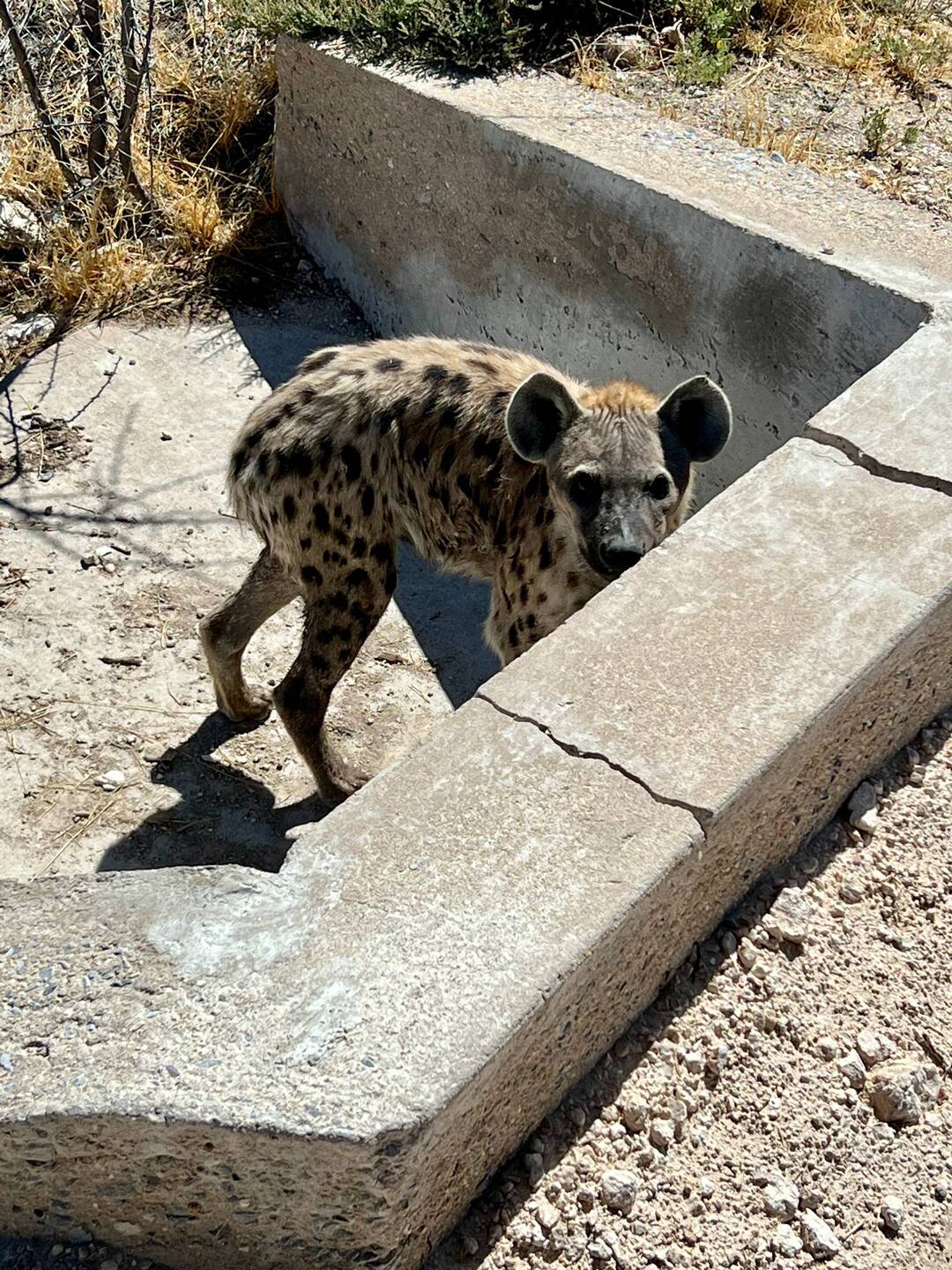 a hyena that was hiding in the storm drain
