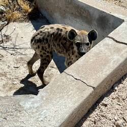 a hyena that was hiding in the storm drain