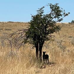 the elusive leopard hunting springbok