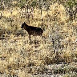 a pregnant female hyena