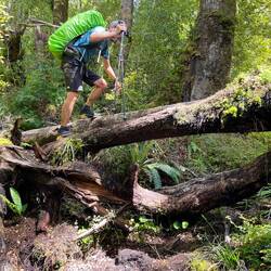 Un des nombreux arbres en travers du chemin