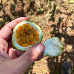 passion fruit with natural spoon