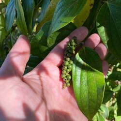 black pepper